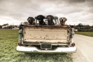 labradors in a vintage truck